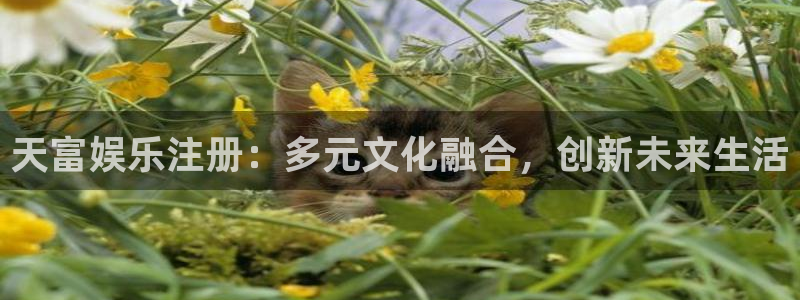 新航娱乐,apk